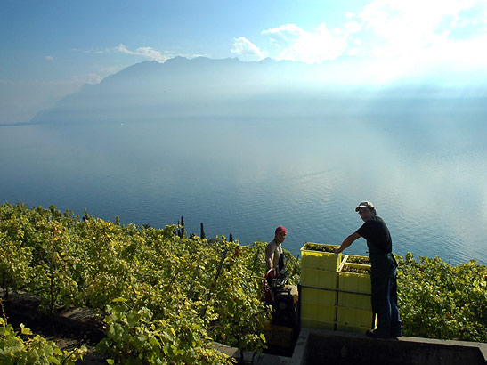 harvesting grapes at a vineyard overlooking Lake Geneva