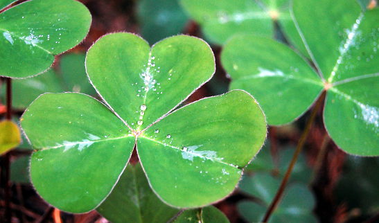 Irish Shamrock