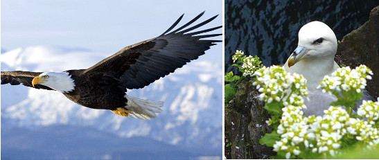 American Bald Eagle and Celtic bird