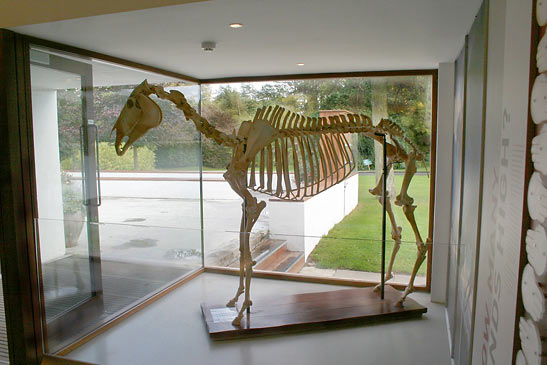skeleton of the Irish racehorse Arkle