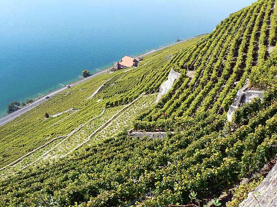 the Lavaux Vineyard Terraces on the slopes of Lake Geneva