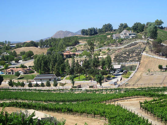 view of a Temecula Valley vineyard from the patio of the Palumbo's Ristorante