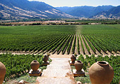 the vineyards of Santa Cruz, Chile