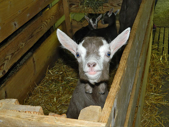 baby goat at the Geissaheimat Meierskaehlen goat farm