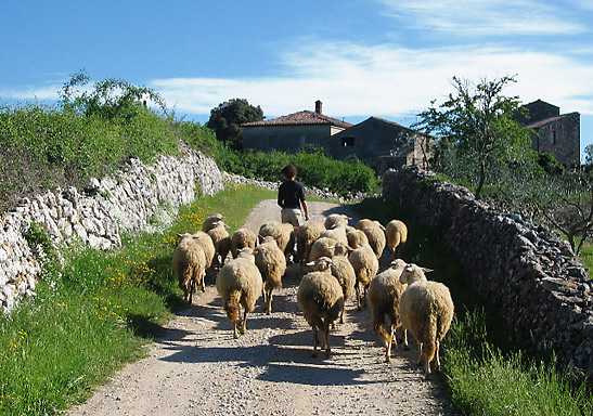 Nikki Conzo leading a group of sheep to pasture at the Noah's Ark Project