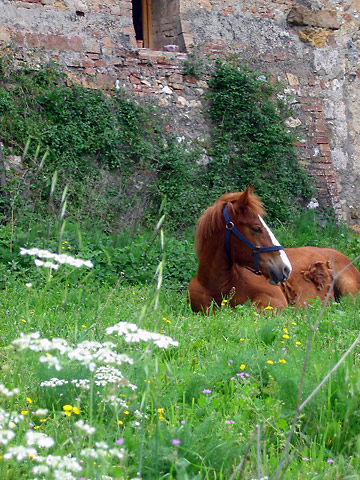 Dray horse cooling from the summer heat by the castle wall at Spannocchia