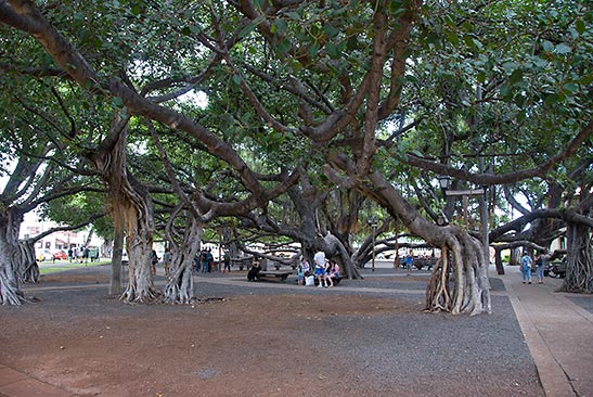 the Banyan Tree at Banyan Tree Park