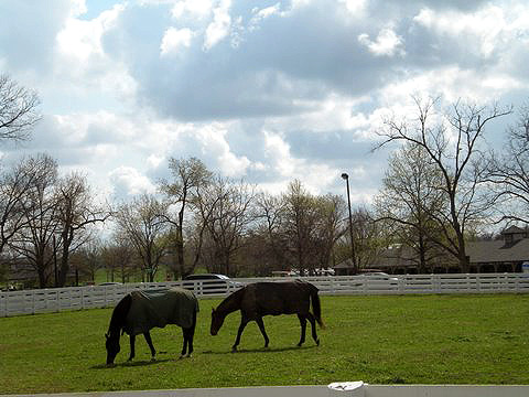 grazing horses at a Kentucky horse farm