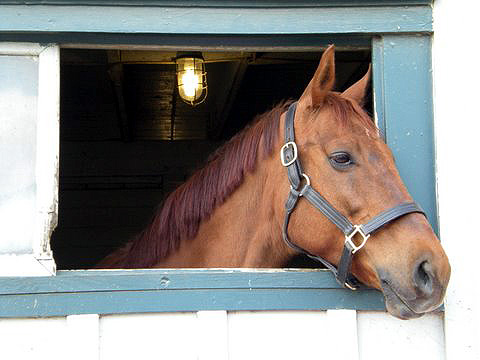 Derby winner Funny Cide in his stall
