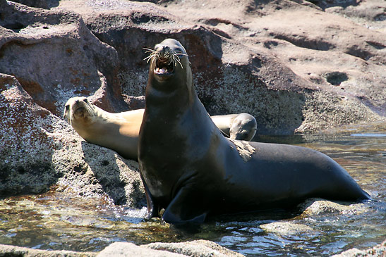 a pair of sea lions at Isla Espiritu Santo
