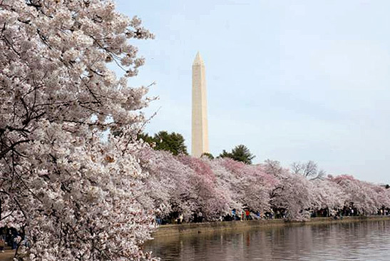 Washington Monument and cherry trees in bloom