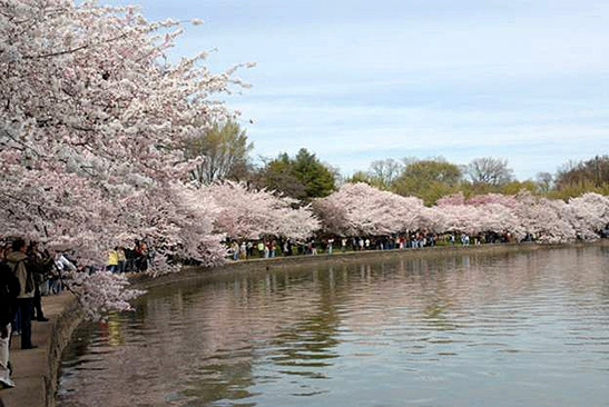 cherry blossoms along the Potomac