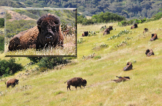 a herf of bison on a slope, Catalina Island
