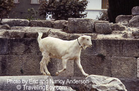 goat among the ruins