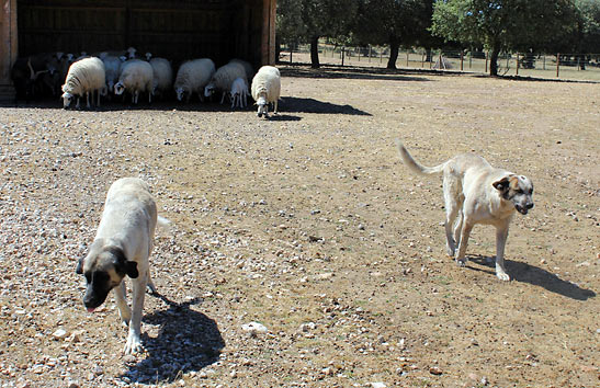 dogs guarding sheep at Hacienda Zorita