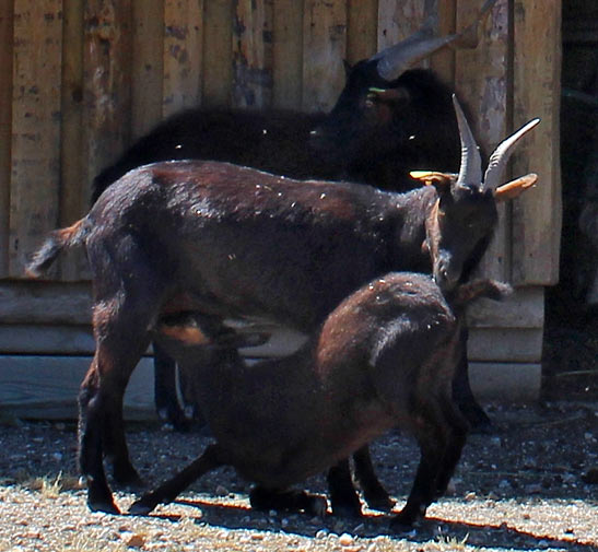 goats at Haciendaa Zorita