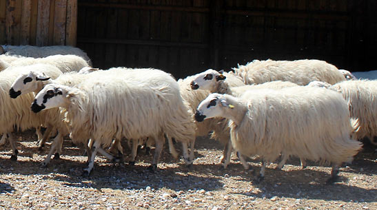 rare Churra sheep at Hacienda Zorita