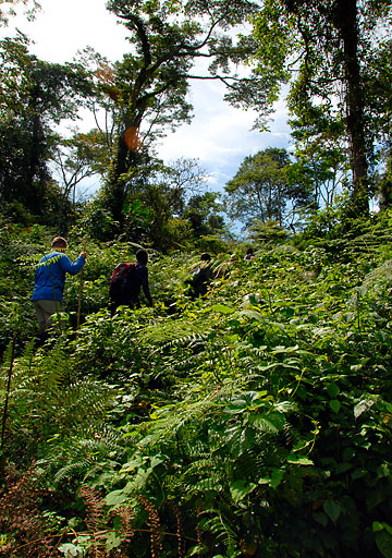 hikers in bush at Bwindi Impenetrable Forest, Uganda