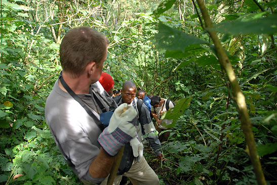 trekkers ascending slope in Bwindi Impenetrable Forest, Uganda