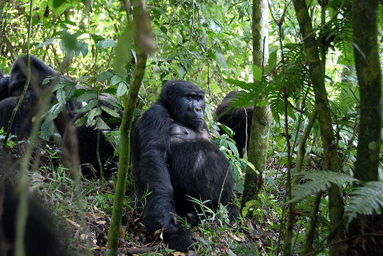 gorillas among trees, Bwindi Impenetrable Forest, Uganda