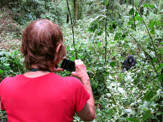 author taking picture of male silverback, Bwindi Impenetrable Forest, Uganda