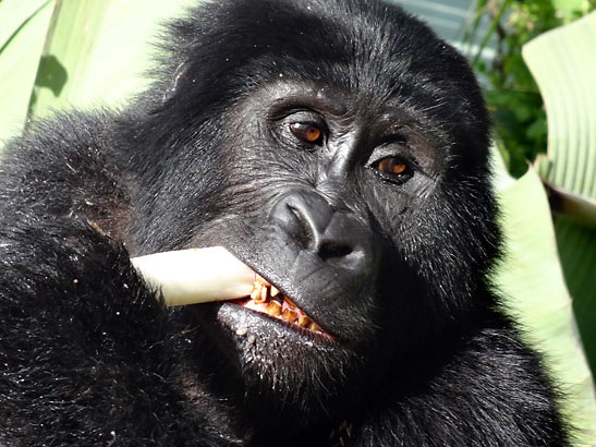gorilla eating banana stalk close up