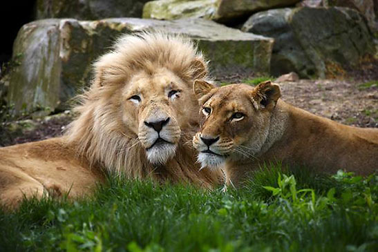 a pair of lions at the Nemacolin Woodlands Resort grounds