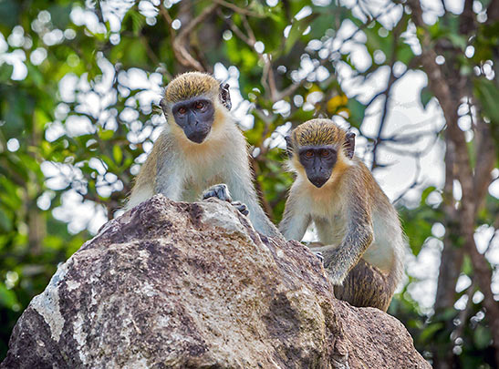 monkeys at Nevis Island