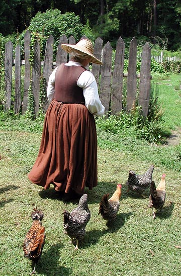 chickens at Historic St. Mary's County