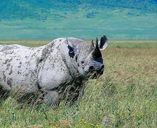 black rhinoceros