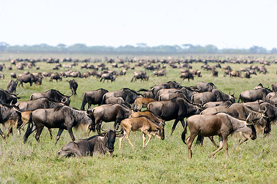 wildebeest in Tanzania