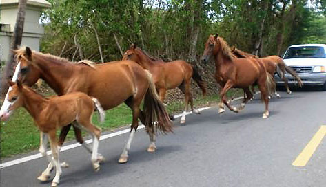 wild horses on a road, Vieques, Puerto Rico