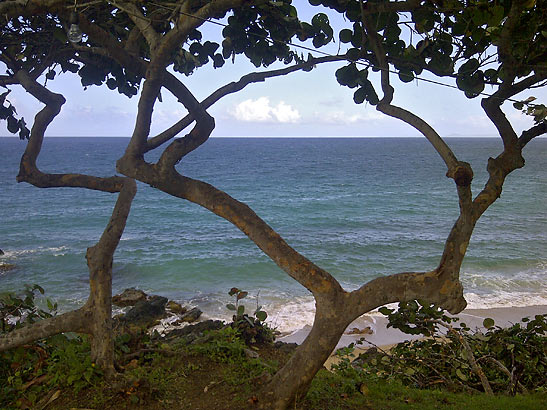 trees along a beach, Vieques, Puerto Rico
