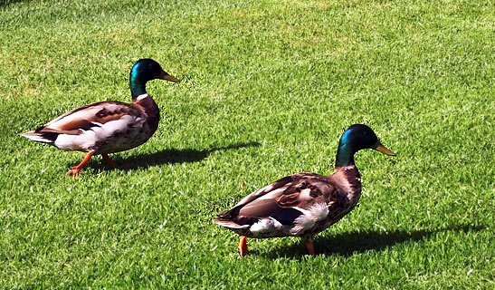 a pair of mallard ducks at Bahia Resort Hotel
