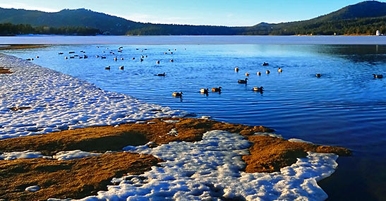 ducks at Big Bear Lake in winter