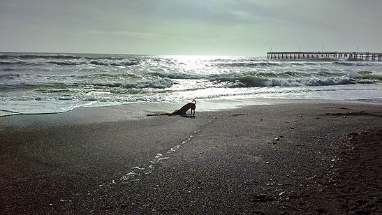 dog on Cayucos Beach