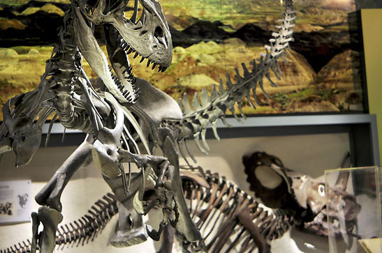 dinosaur skeletons at the Raymond M. Alf Museum of Paleontology, Claremont