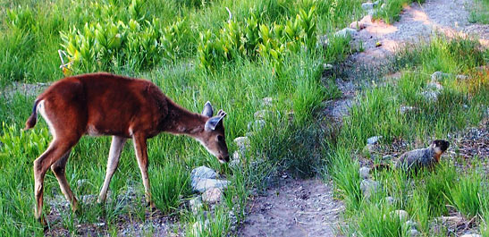 deer and marmot grazing in a meadow, Drakesbad Guest Ranch