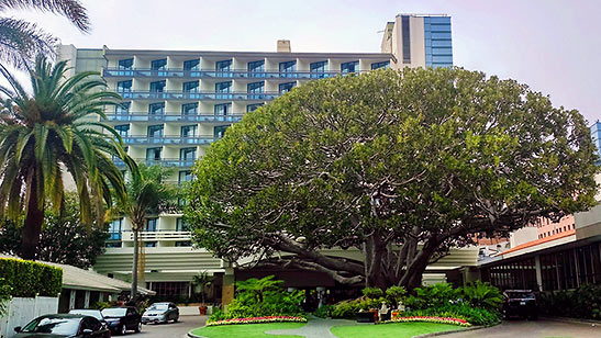 130-yr-old fig tree at the Fairmont Miramar