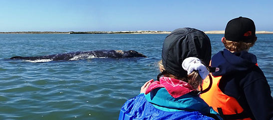 whale=watching at Bahía Magdalena
