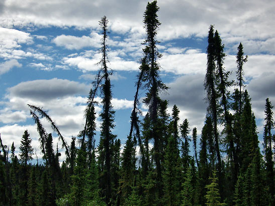 Stumblebum Spruces on the Yukon River Valley