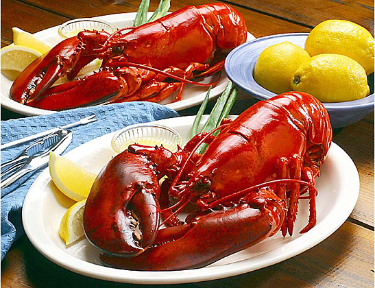 Maine lobsters