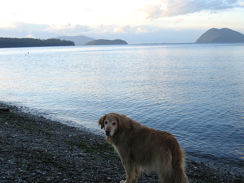 dog on beach, Samish Island