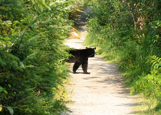 brown bear on trail, Mendenhall Glacier