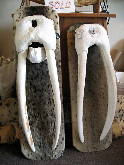 Walrus tusks at Indian Village Artists, Sitka
