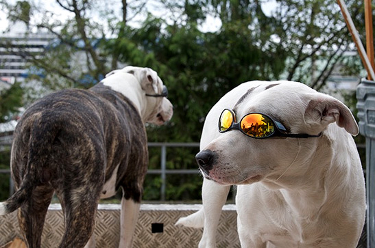 dogs with sunglasses, Ketchikan