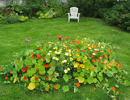 front yard flowers at a home in Sitka