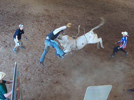 Bull riding end