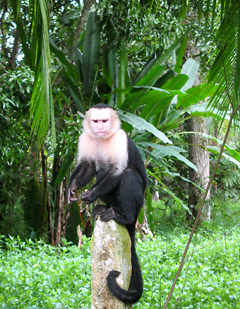 Costa Rican monkey perched on a post