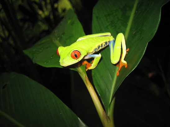 red-eyed leaf frog, Costa Rica's national symbol